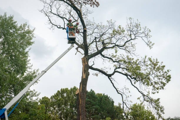 Professional Tree Services in Beechwood, MI