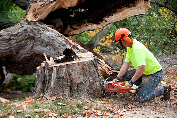 Lawn Pest Prevention in Beechwood, MI